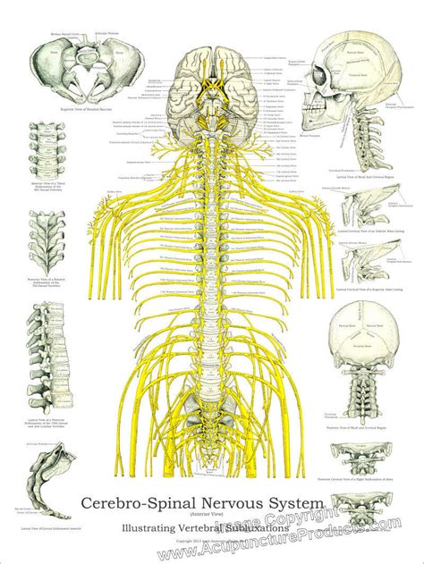 vertebral subluxation spinal nerves poster 18 x 24 chiropractic chart laminated art posters