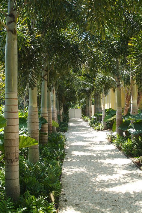11 Palms For The Yard Ideas Palm Trees Plants Tropical Garden