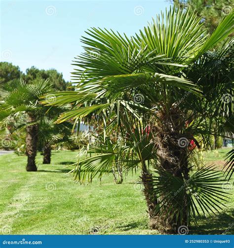 Palm Tree Chamaerops Excelsa Stock Image Image Of Mediterranean Lawn