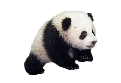 Beb 234 Panda Png Sentado Baby Panda Png Sentado Riset