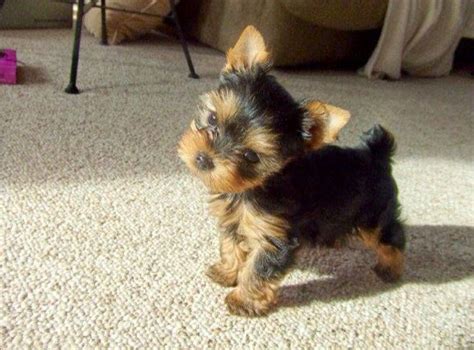 How much does a puppy cost. 12 Ways Your Yorkies Show You Love And How Much They Care ...