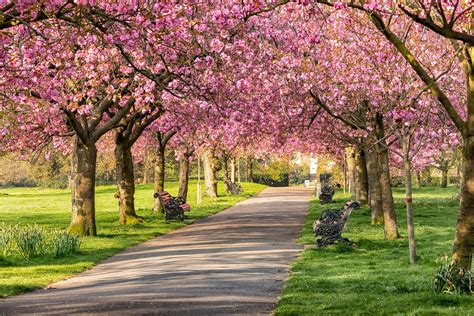 The Best Places To See Cherry Blossoms Around The World Landscape