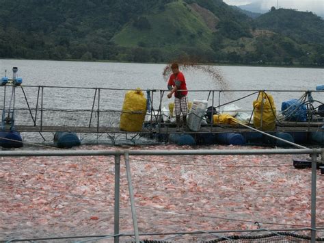 Telapia Fish Farming On Lake Yojoa Honduras Photo