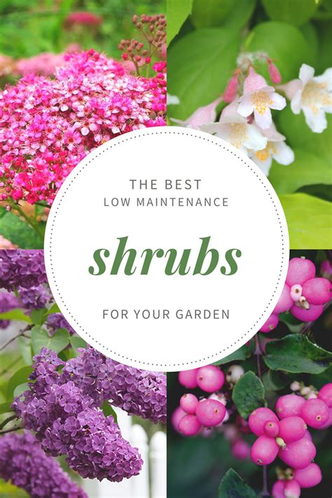 Explore low maintenance shrubs to plant in the fall for gorgeous spring blooms. The best, low maintenance, beautiful shrubs for your ...