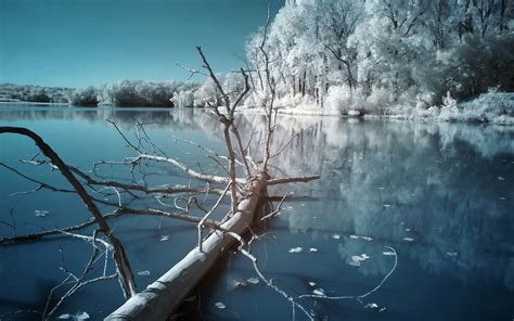 Dry Tree On A Frozen River Wallpapers And Images Wallpapers Pictures