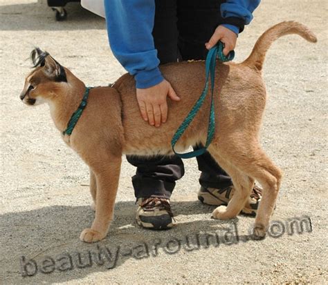 The Most Unusual Pets (Top-20)