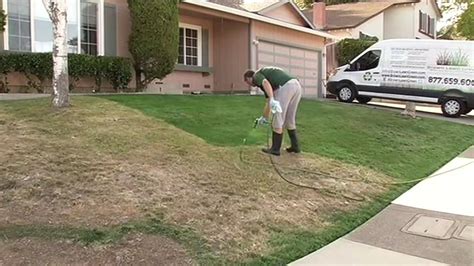 This is how brown turns into green. California homeowners turn to green paint to cover brown ...