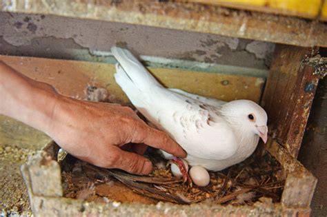 Как размножаются (спариваются) голуби: спаривание и кладка яиц