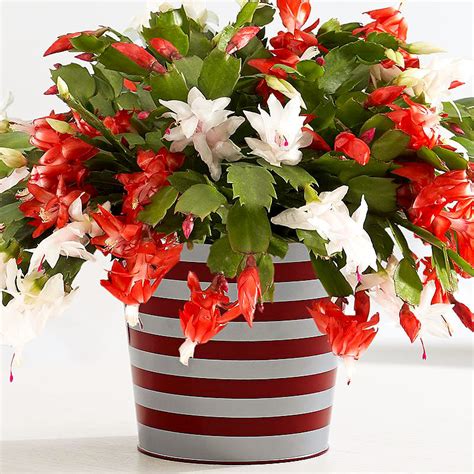 How to Make a Christmas Cactus Bloom at Christmas