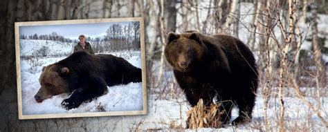 Bear Hunting Outfitter In Russia Guided Brown Bear Hunts In Russia