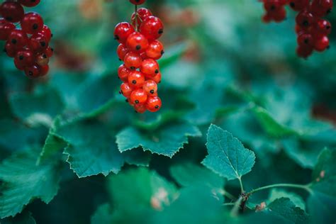 Free Images Flower Berry Red Flowering Plant Seedless Fruit Leaf