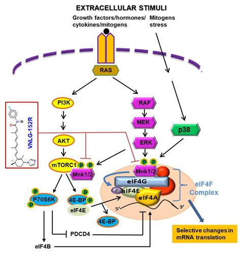 Cancers Free Full Text The Novel Mnk12 Degrader And Apoptosis