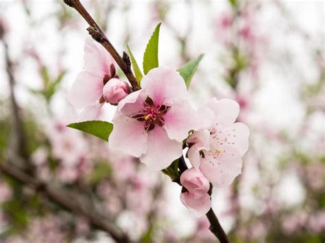Plum Blossom Meaning In The Language Of Flowers Petal Republic
