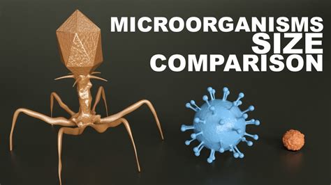 Microorganisms Size Comparison 3d Youtube