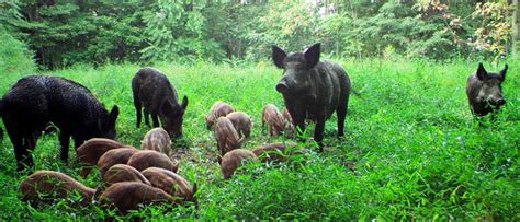 Feral Canadian Hogs Encroaching On Montana Border Are A Concern For