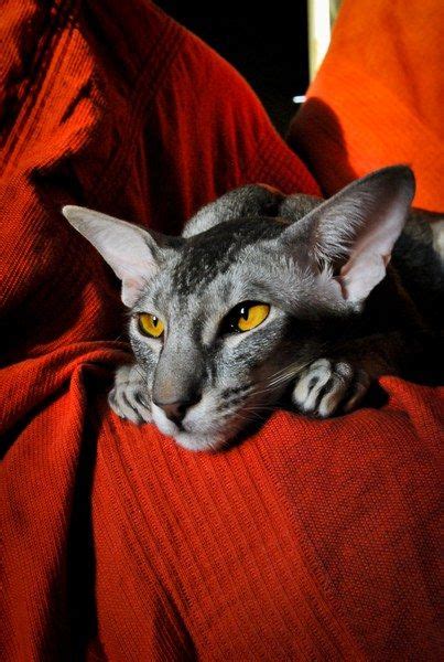 Oriental Modern Shorthair I Love The Bold Burnt Orange Color And This