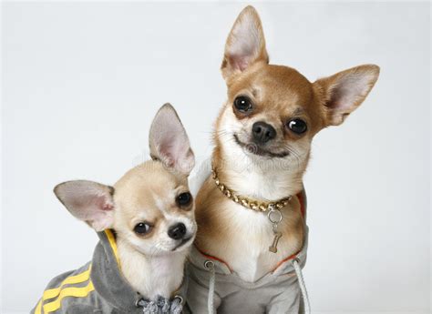 Get the best deals on hush puppies athletic shoes for men. Chihuahuas in Sweatshirts stock image. Image of pets, knits - 3281175