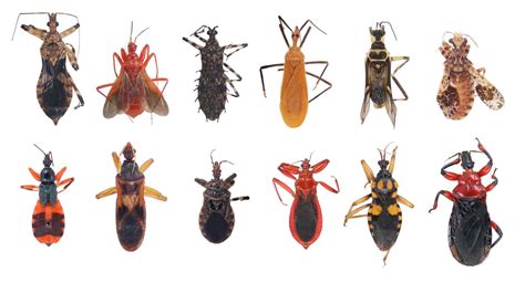 Tipos De Insectos Asesino — 8 Guía De Tipos Principales Plagaswiki