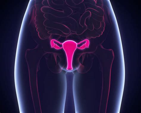 Royalty Free Female Reproductive System Pictures Images And Stock