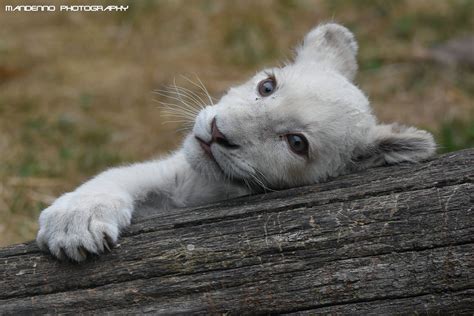 White Lion Cub Olmense Zoo Cute White Lion Cub Snowy
