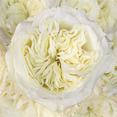 Creamy Ivory Peony Rose Diy Wedding Rose Fiftyflowers