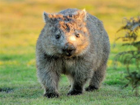 Baby wombat ringo's mother was killed by a car and so he has been living zookeeper erin costelloe, 25, in her house in. Adorable baby wombat adopted by Australian Reptile Park ...