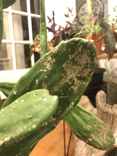 Check spelling or type a new query. Can anyone identify this disease on my Nopales cactus? # ...