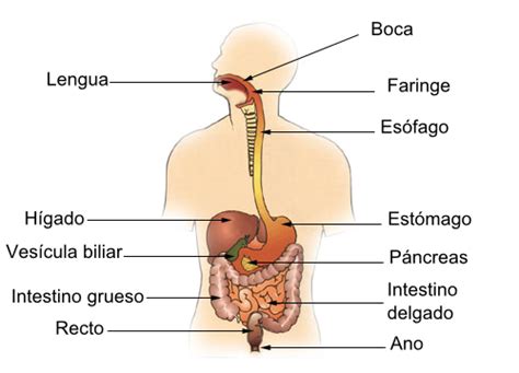 Sistema Digestivo Vikidia