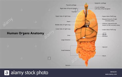Human Body Internal Organs With Label Design Anatomy