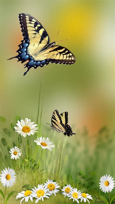 Butterfly Cute Beautiful Love Wallpaper For Mobile Phone Cute