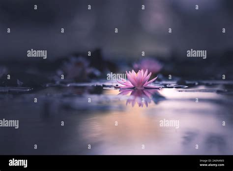 Water Lily Or Lotus Flower Floating On The Water Stock Photo Alamy
