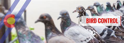 Find pest control companies near you. Bird Control Services - Learn About Our Denver Pest ...