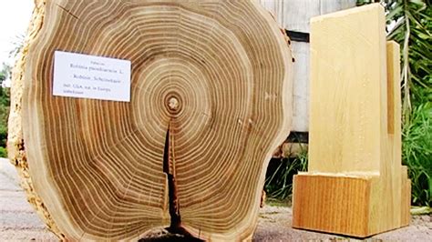 10:30 uhr purpur zu gast bei guten morgen eberswalde: Holzsammlung im Forstbotanischen Garten Eberswalde (02.07 ...
