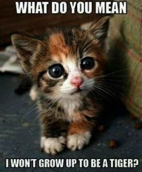 Most funny memes which were on trending were also on animals like cats dogs camel rat pandaanimal memesbear and polar bear. Funny Animal Pictures 23 Pics