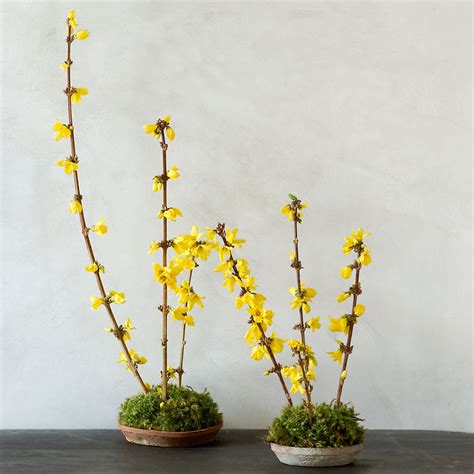 Flowering Forsythia Branches | Forsythia, Nature crafts ...