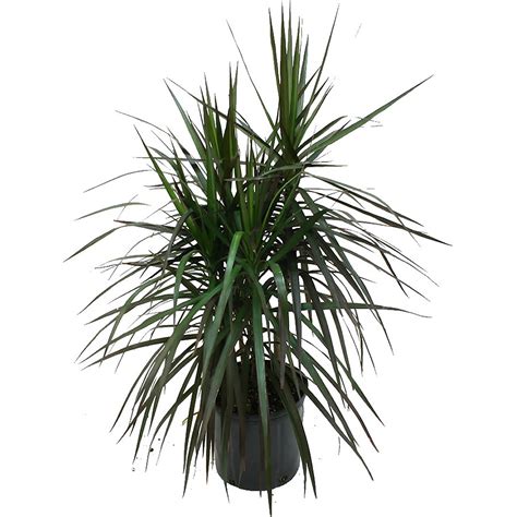 Sitting on a north facing window ledge, close to an east / west facing window or some distance away from a south facing one are all good locations. Delray Plants Live 3-feet Tall Dracaena Marginata Bush ...