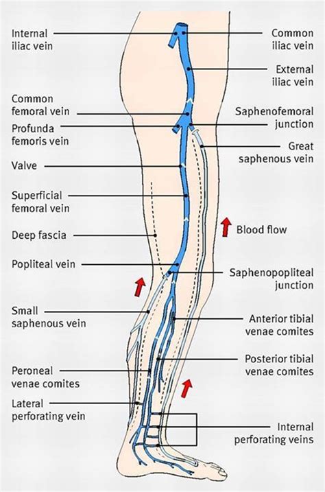 Major Veins In The Leg Interventional Radiology Diagnostic Medical