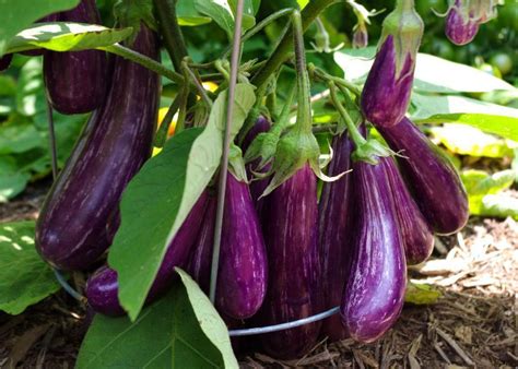 Long Purple Italian Eggplant Seeds Fingerling Non Gmo Free Shipping