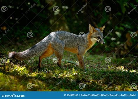 Grey Fox Urocyon Cinereoargenteus In Green Forest Forest Habitat