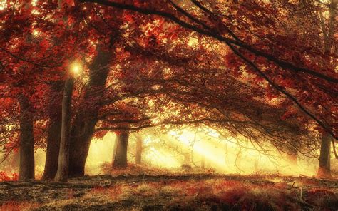 Wallpaper Sunlight Trees Landscape Forest Fall Nature Red