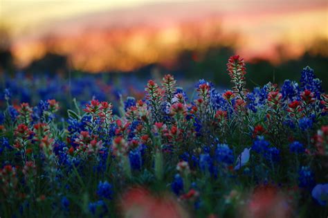 Select from premium indian paintbrush of the highest quality. Red and Blue | Indian paintbrush, Ipad air wallpaper, Blue ...