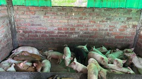 Weaning Pigs For Sale