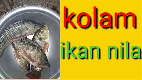 Penjelasan lengkap seputar ikan nila. Ikan nila - YouTube