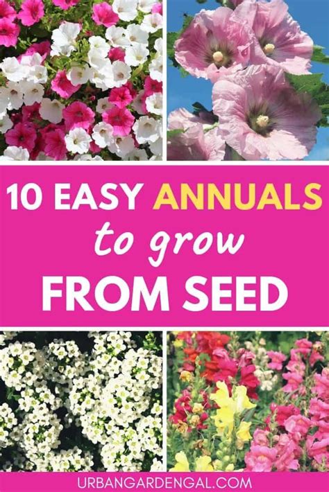 10 Easy Annual Flowers To Grow From Seed These Annual Flowers Are