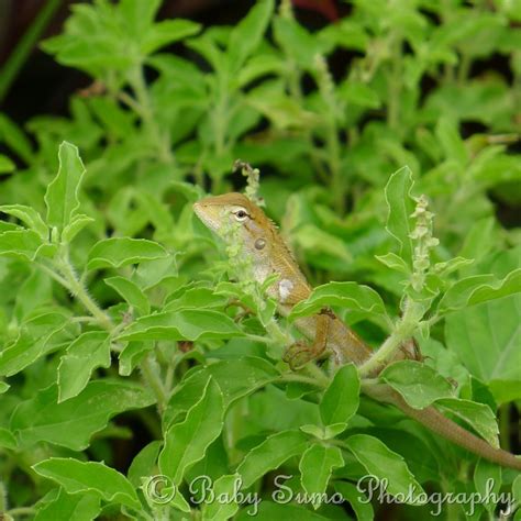 Great savings free delivery / collection on many items. Baby Sumo Photography: Lizard on holy basil plant - KL ...