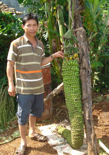 How do you care for a banana plant? All Step Grow Banana Plants Banana Health Benefits | How ...