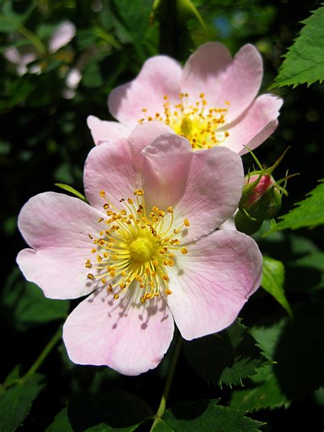 Chords for flowers on the grave.: The Meaning of the Dog-rose