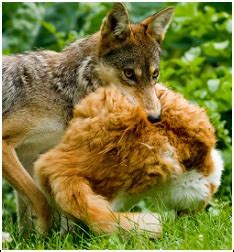 Consequently a flock witnessing a coyote kill will not normally appear as spooked, stressed or noisy as those suffering a dog attack. Coyotes - The Wildlife Whisperer