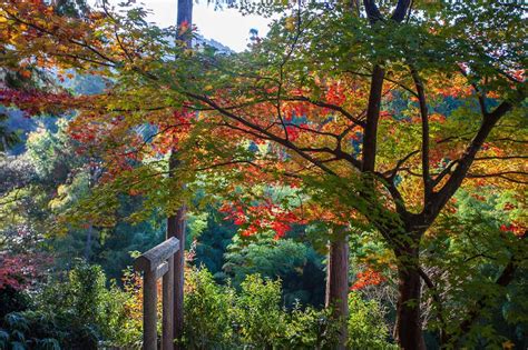 Fall Colors In Kyoto The Best Autumn Foliage Spots To Visit In Japan