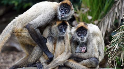 Spider Monkey Endangered Monkeys Auckland Zoo
